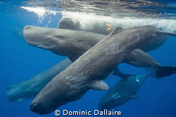 A pod of Sperm Whales ! by Dominic Dallaire 